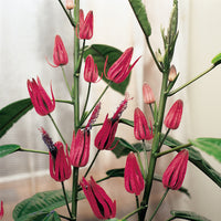 Many Flowers