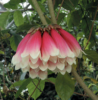 New Guinea Trumpet Vine