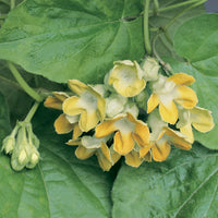 Chinese Violet