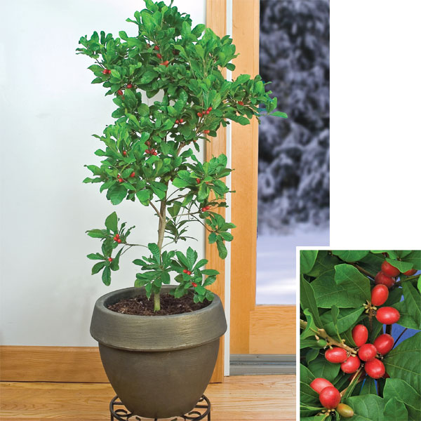 Miracle Fruit Plant (Synsepalum dulcificum)