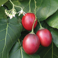 Tree Tomato