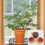 Fig Tree ‘Petite Negra’ (Ficus carica)