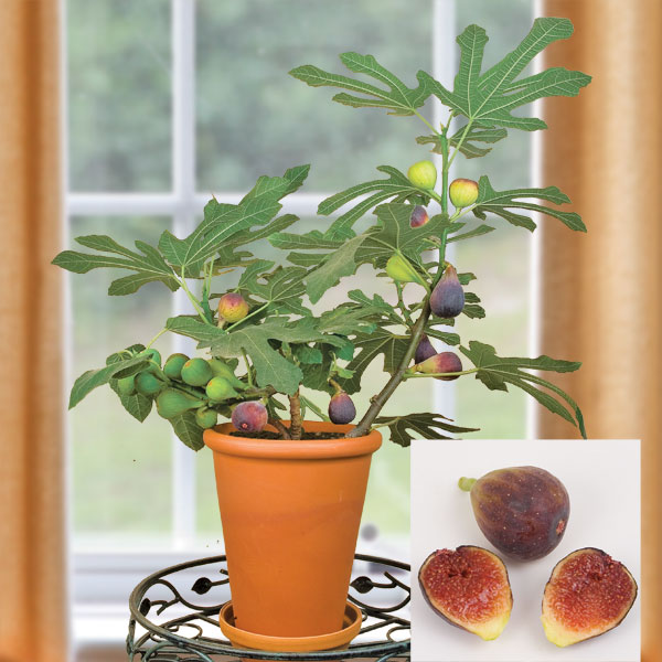 Fig Tree ‘Petite Negra’ (Ficus carica)