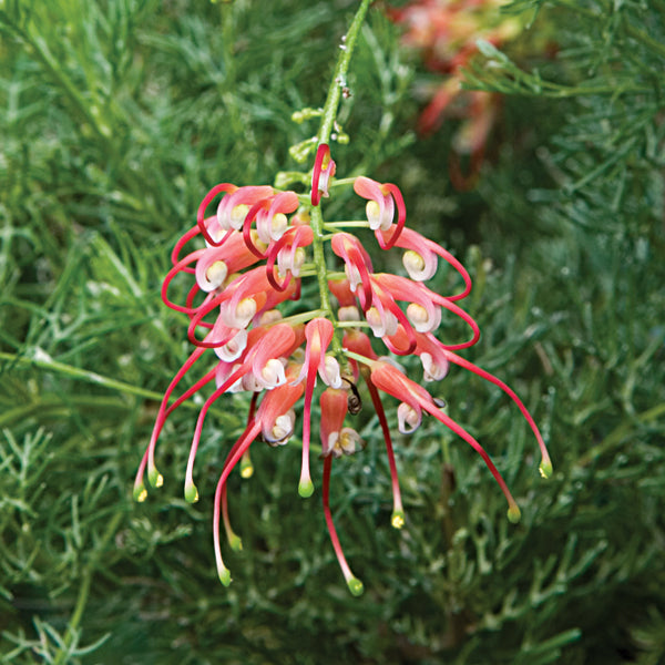 Spider-Net Grevillea (Grevillea thelemanniana)