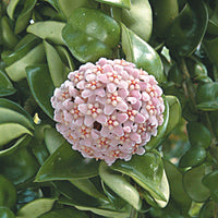 Hoya