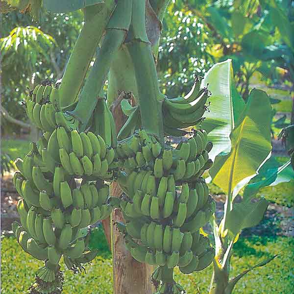 Banana Plant ‘Double Mahoi’ (Musa hybrid)