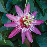 Passion Flowers
