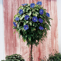 Ipomoea