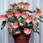 Abutilon 'Kristen's Pink' (Abutilon hybrid)