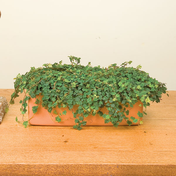 String of Frogs (Ficus pumila ‘Quercifolia’)