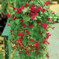Creeping Gloxinia
