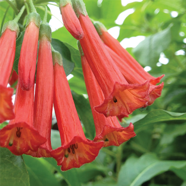 Iochroma ‘Ashcott Red’ (Iochroma hybrid)