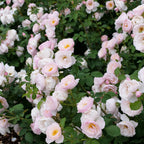Rose Flavorette Pear'd® (Rosa hybrid)