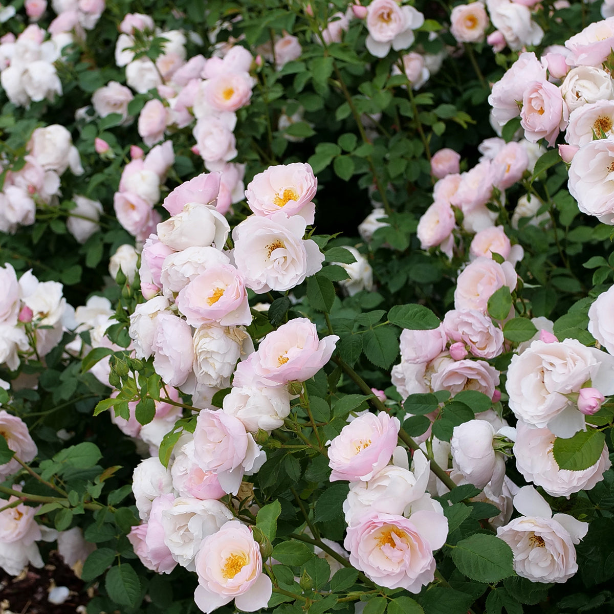 Rose Flavorette Pear'd® (Rosa hybrid)