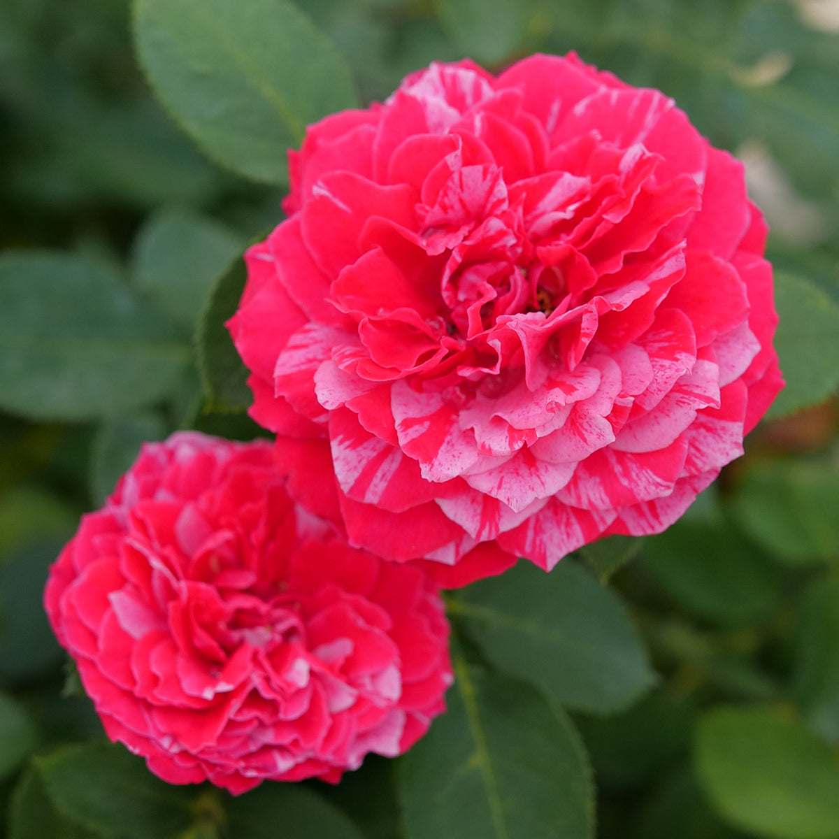 Rose Oso Easy Red Stripe plant for sale