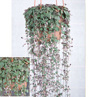 Rosary-Vine-Ceropegia-linearis-woodii-plants-for-the-home-office (best-office-plants)