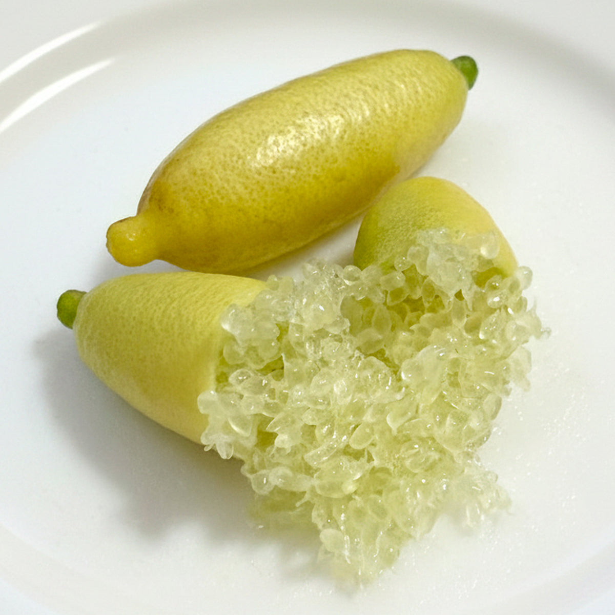 Australian Finger Lime Tree 'Russell River' (Citrus inodora)
