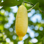 Russell River Finger Lime plant for sale