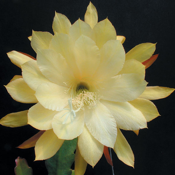 Orchid Cactus ‘Vista Sun’ (Epiphyllum hybrid)