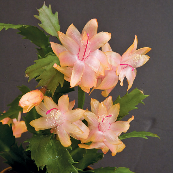 Holiday Cactus ‘Christmas Flame’ (Schlumbergera truncata hybrid)