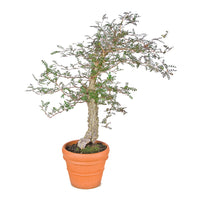 Elephant Tree