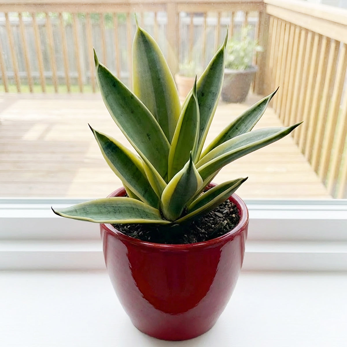 Sansevieria 'Marble Star' succulent plant for sale