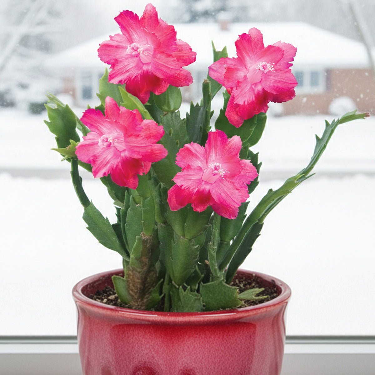 Holiday Cactus plant Red Aspen for sale