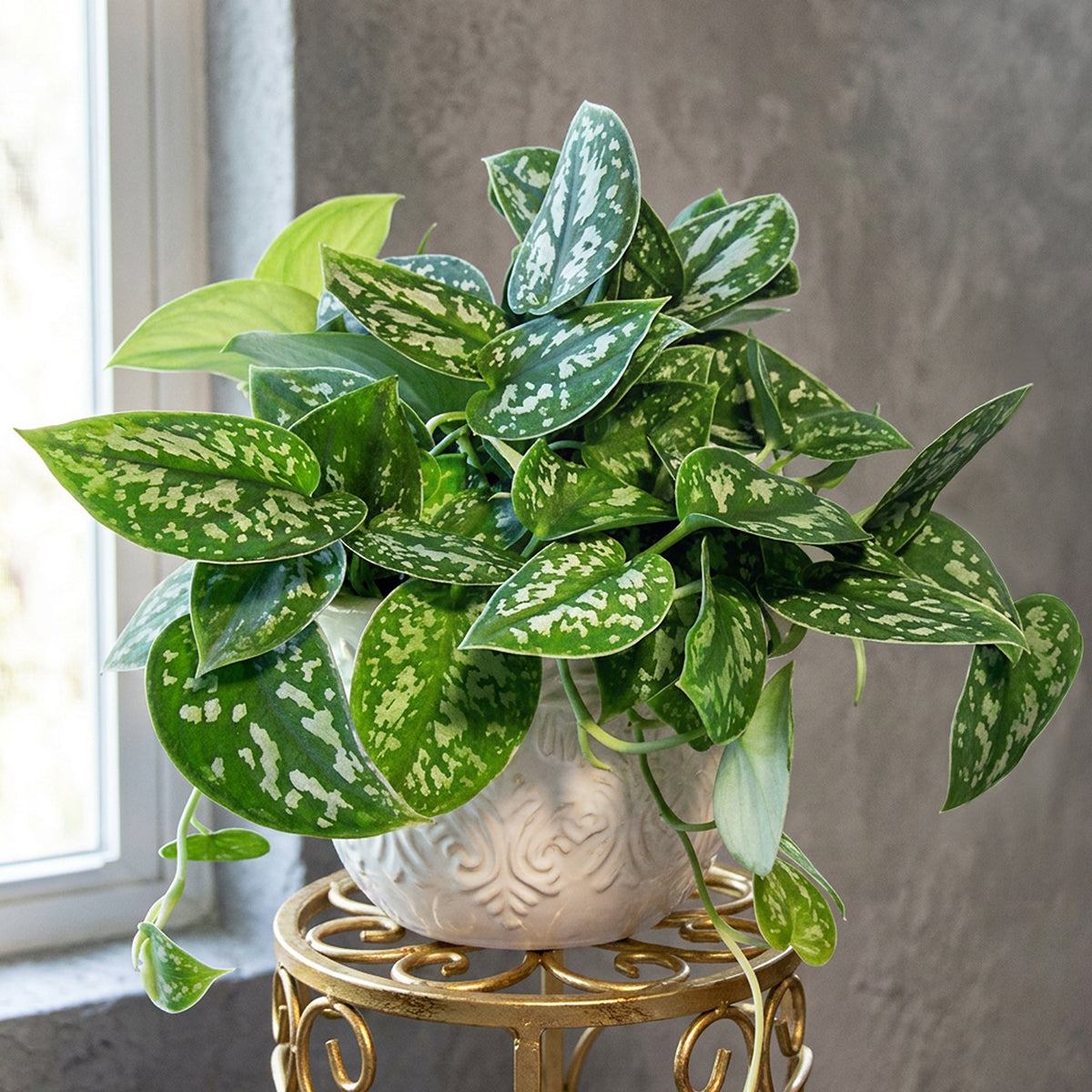 Satin Pothos ‘Argyraeus’ for sale