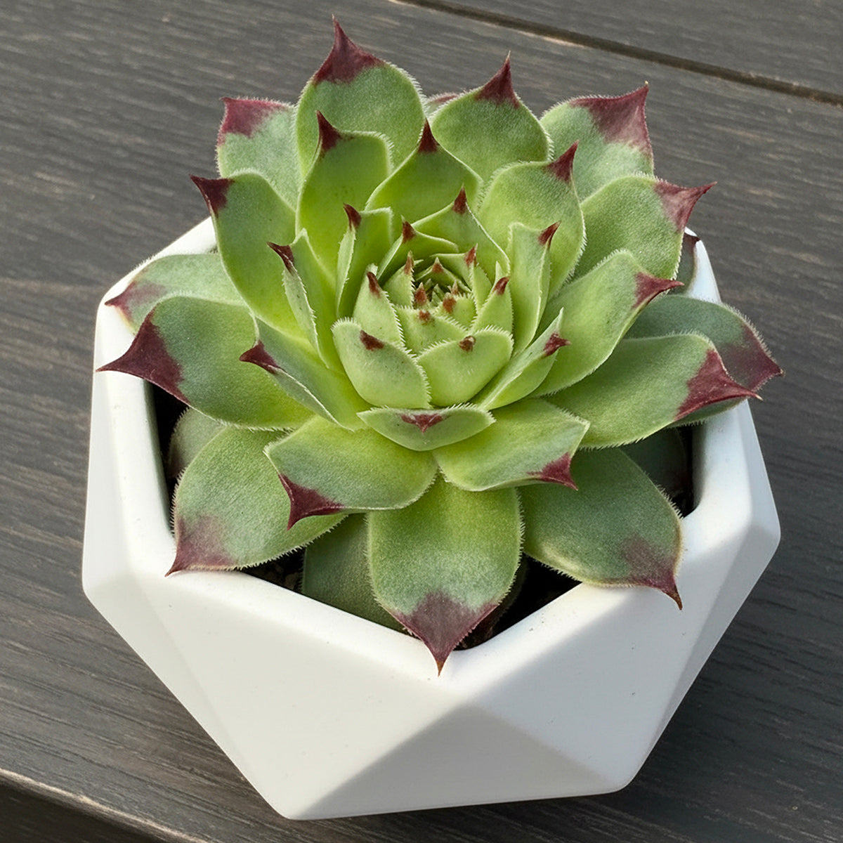 Hardy Hens & Chicks 'Maroon Queen' (Sempervivum calcareum)
