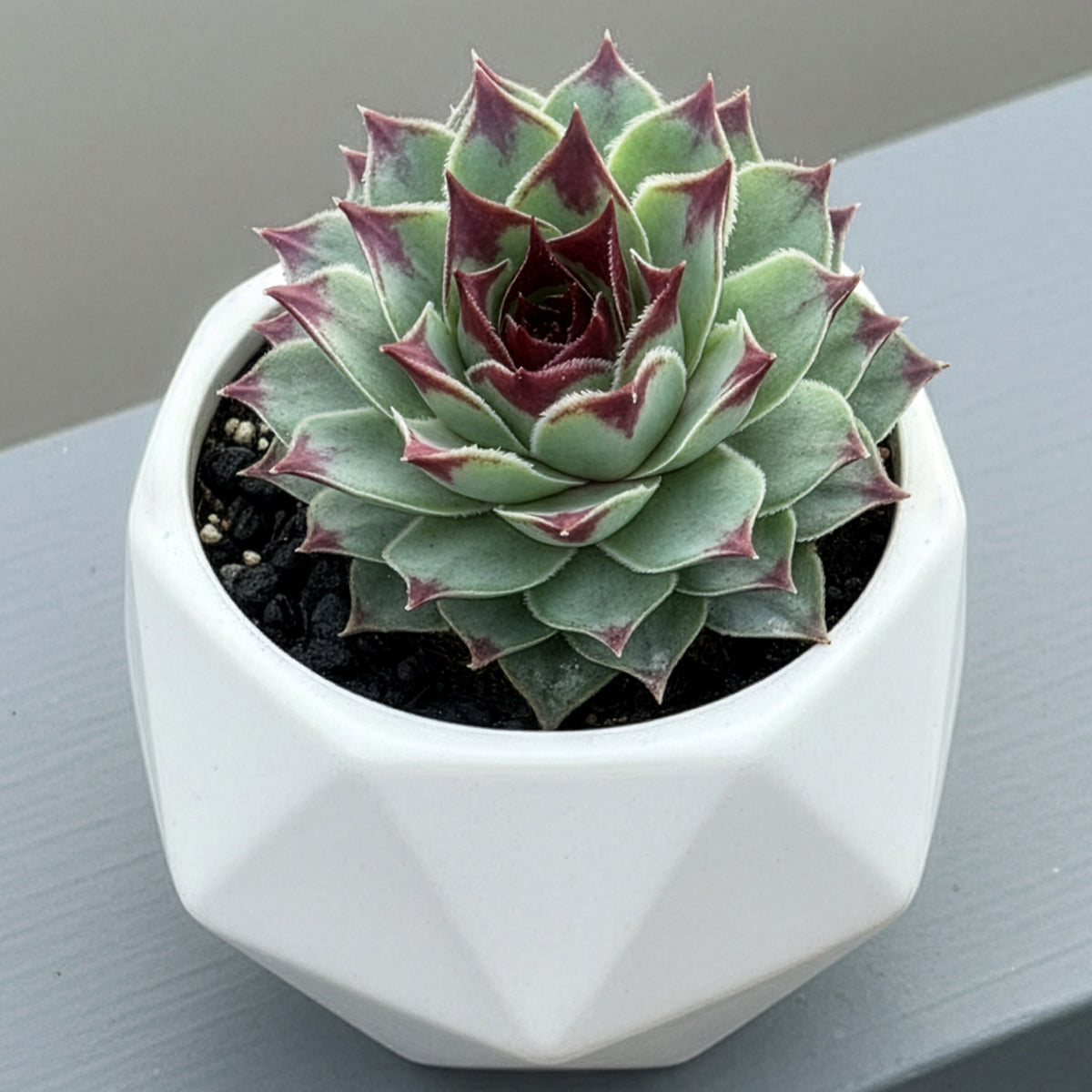 Hardy Hens & Chicks Maroon Queen plant for sale