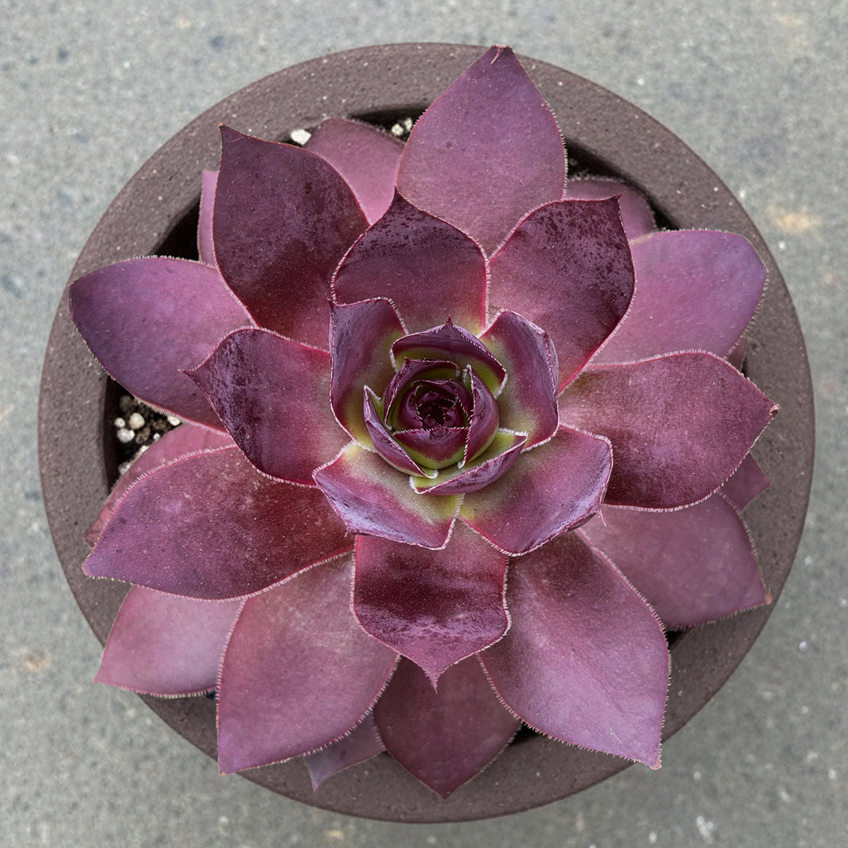 Hardy Hens & Chicks SUPERSEMPS® 'Onyx' (Sempervivum hybrid)