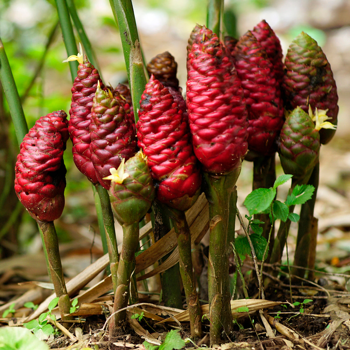 Shampoo Ginger Plant - potted plant for sale