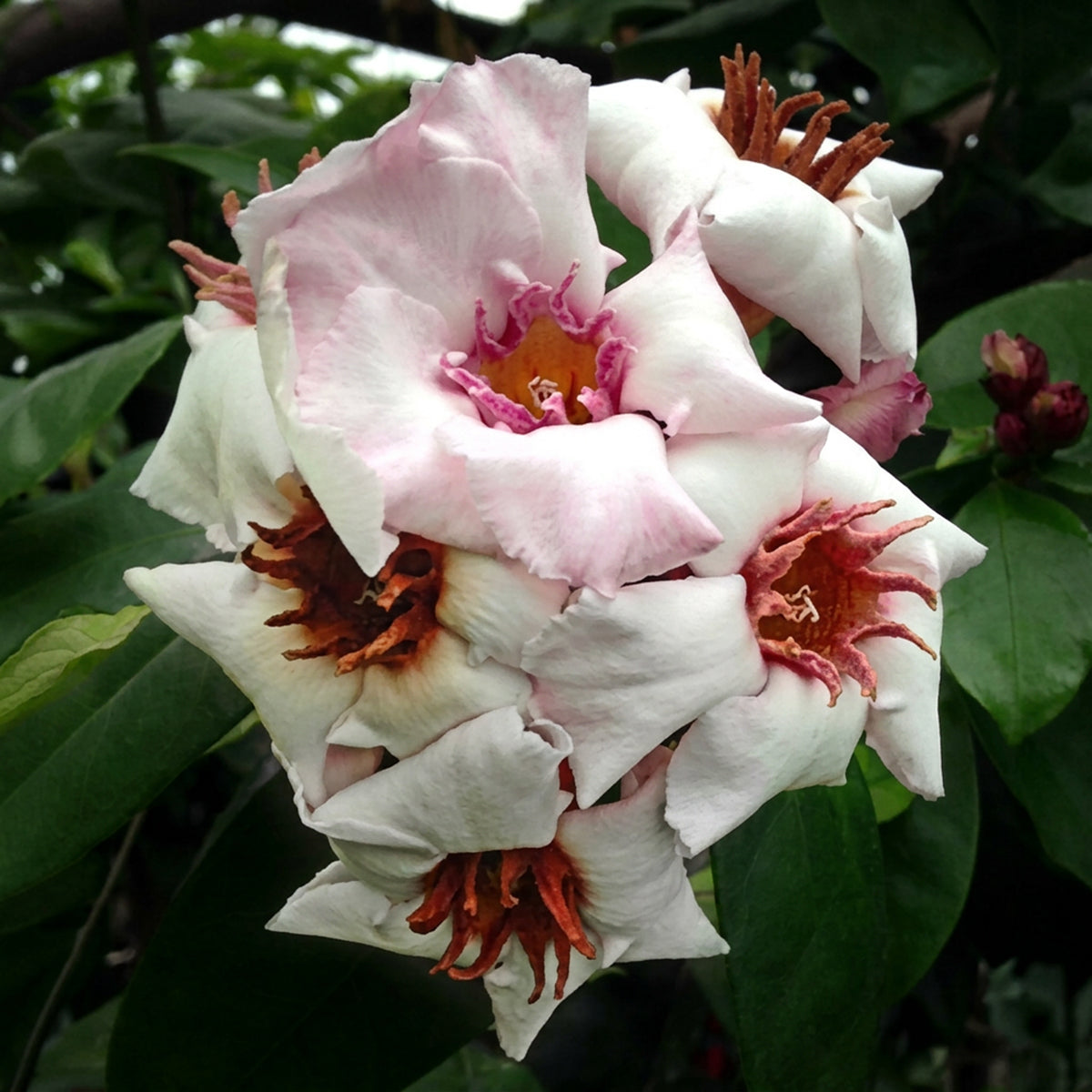 Climbing Oleander (Strophanthus gratus)