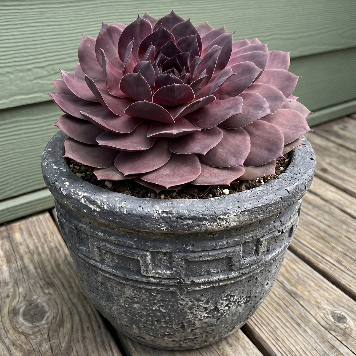 Hardy Hens & Chicks SuperSemp 'Onyx' for sale