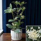 Sweet Olive fragrant plant for sale