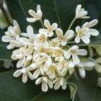 Sweet Olive (Osmanthus fragrans)