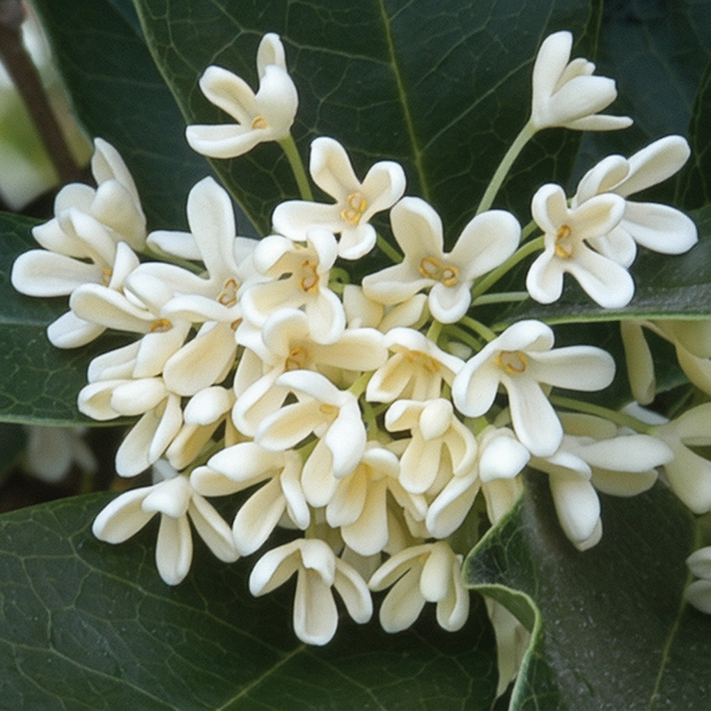 Sweet Olive (Osmanthus fragrans)