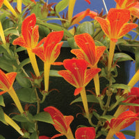 Columnea