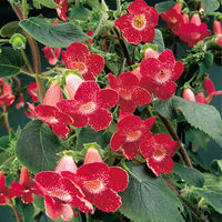Kohleria