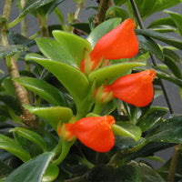 Goldfish Plants