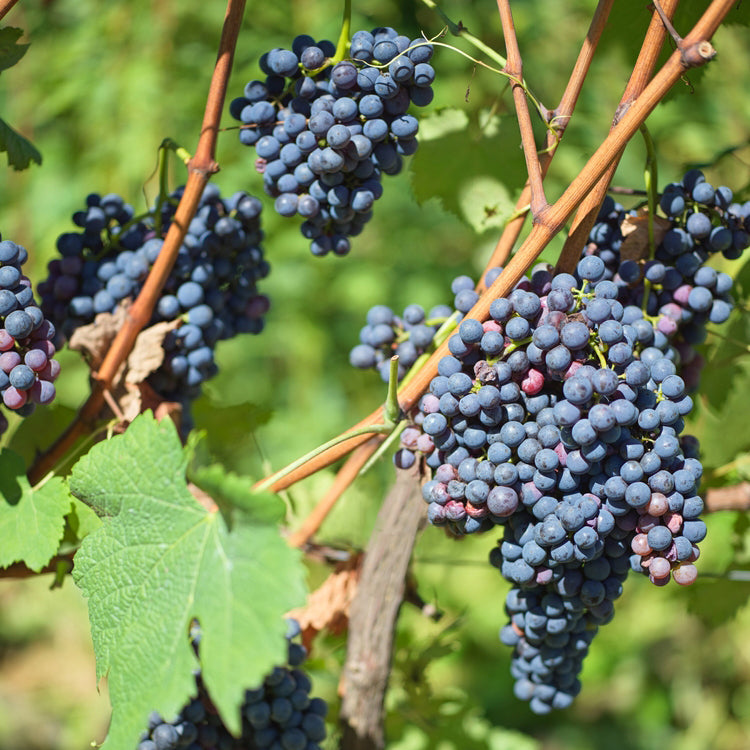 Grape ‘Valiant’ plant for sale