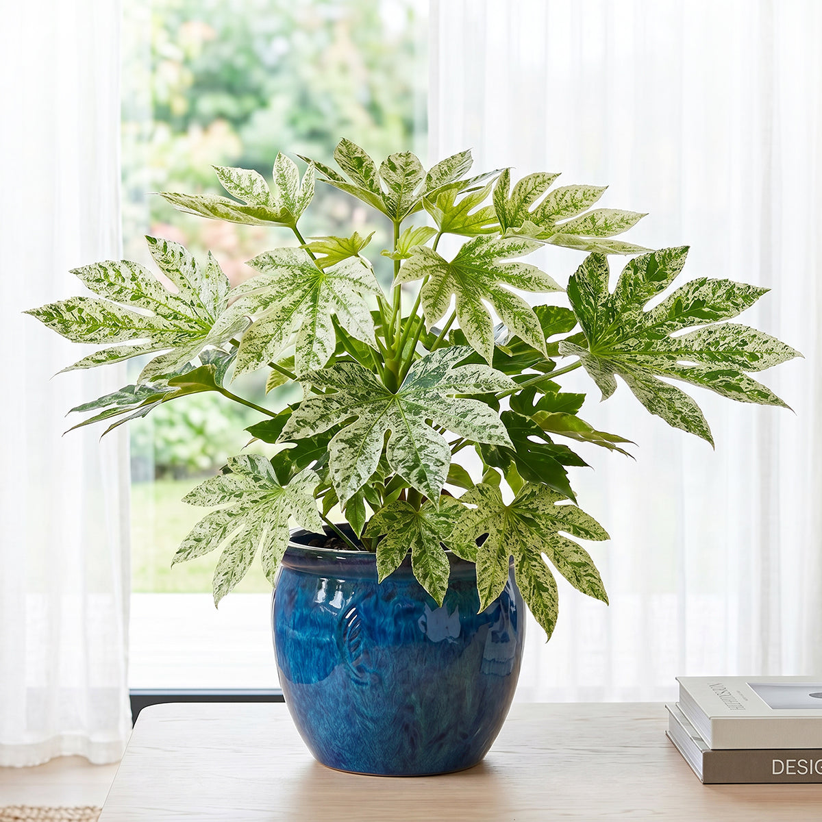 Variegated Japanese Aralia for sale