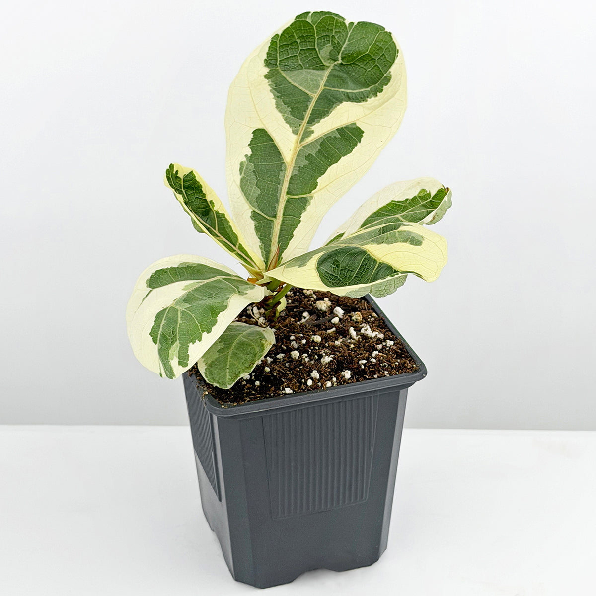 Variegated Fiddle Leaf Fig
