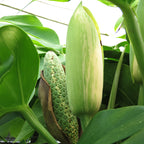 Variegated Monstera fruit