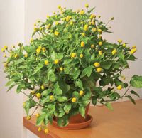 Toothache Plant