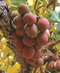 Kiwi