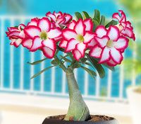 Adenium
