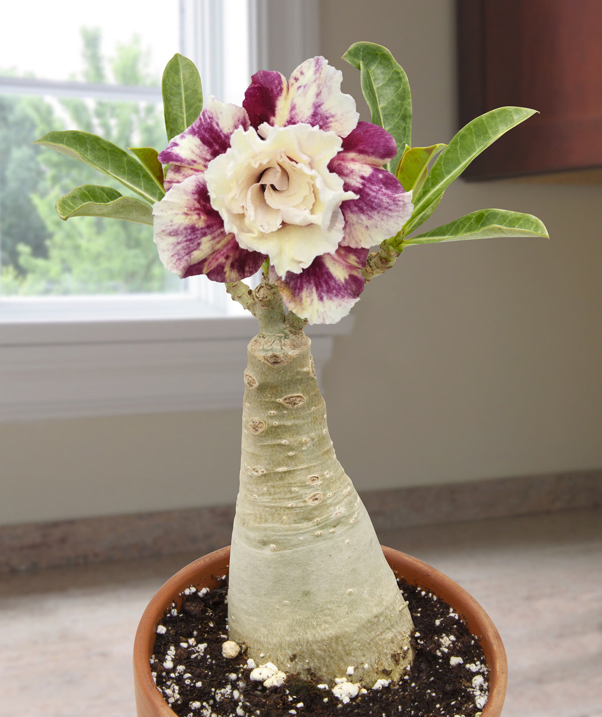 Desert Rose ‘Purple Pink Star’ (Adenium hybrid)