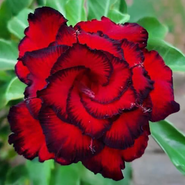 Desert Rose
‘Red Dragon’
(Adenium hybrid)