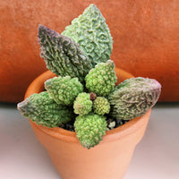 Adromischus
